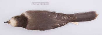 Media type: image;   Ornithology 201208